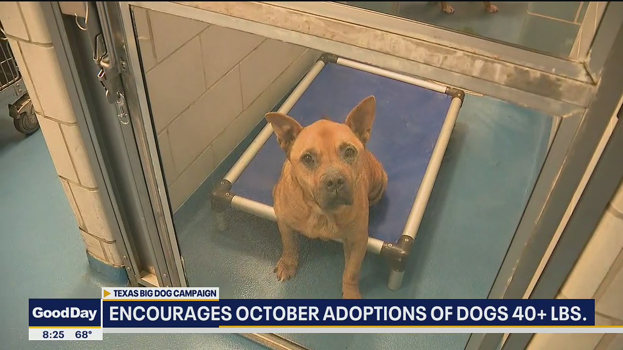 Texas Big Dog Campaign encourages adoption of larger dogs