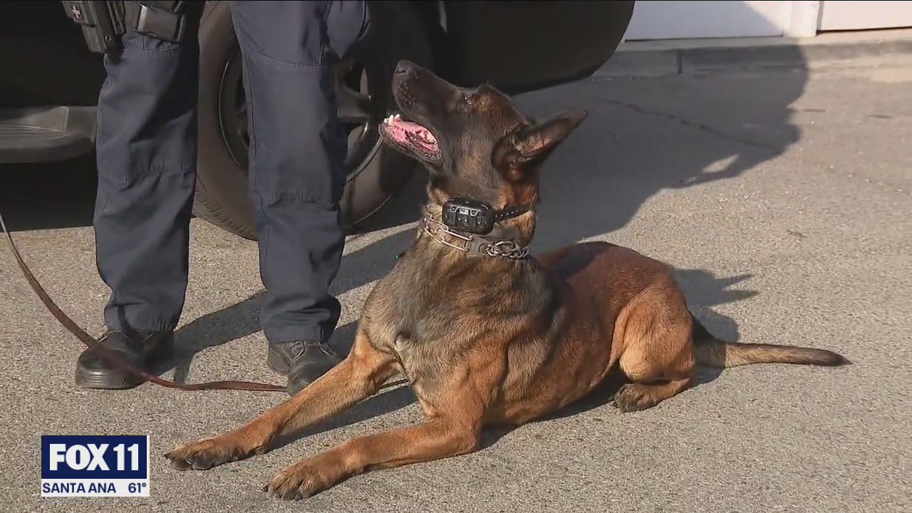 K-9 hero stabbed multiple times while singlehandedly taking down 2 suspects wanted for kidnapping, torture of woman