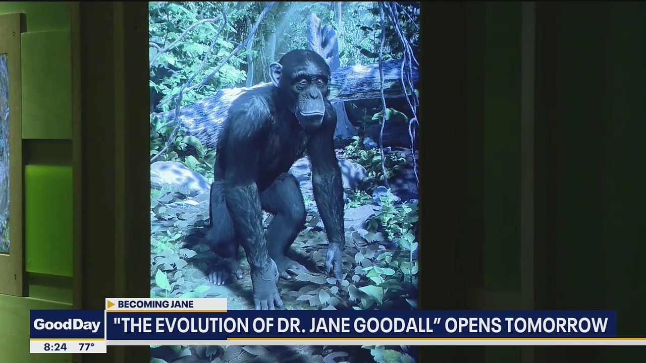 Jane Goodall exhibit opens at the Perot Museum