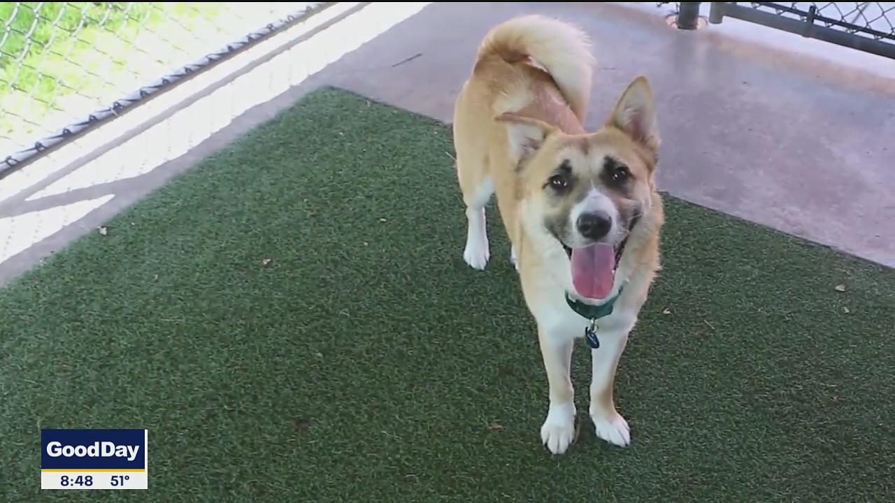 Dog of the Day: Sadie