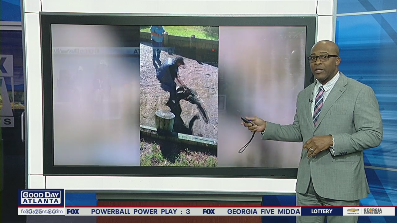 Georgia police officer wrangles alligator