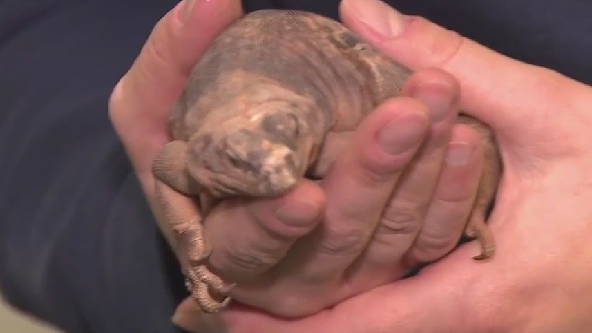 Amazing animals to see