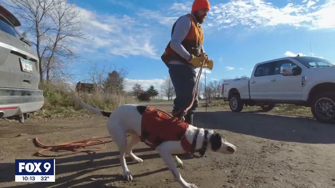 Dogs help Minnesota hunters track down shot deer