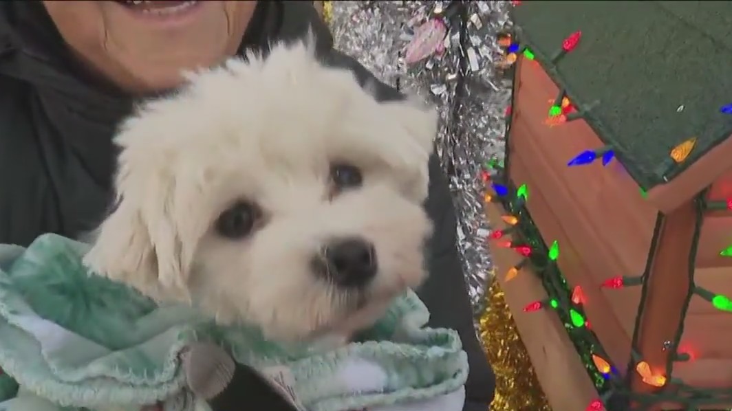 Suburban family raises money for P.A.W.S. Tinley Park with holiday display