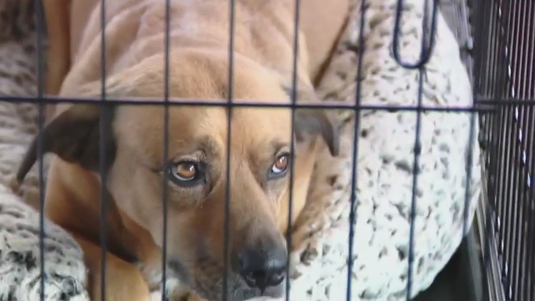 Austin Animal Center audit findings released