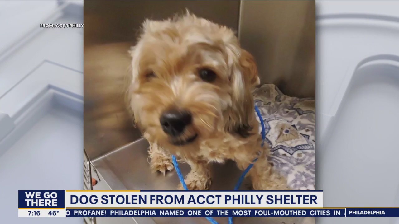 Police searching for dog stolen from ACCT Philly shelter