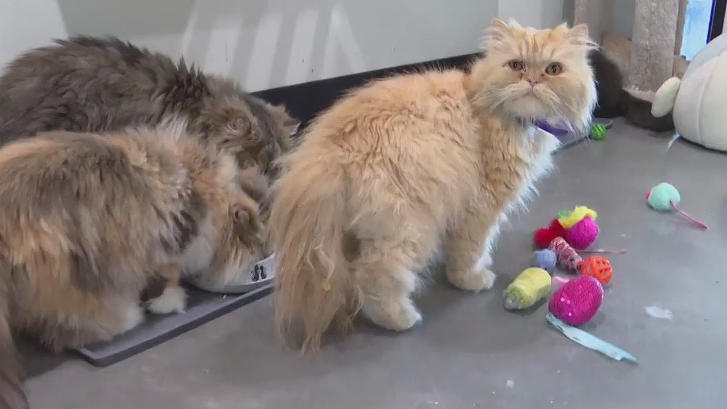 Woman leaves cats an inheritance