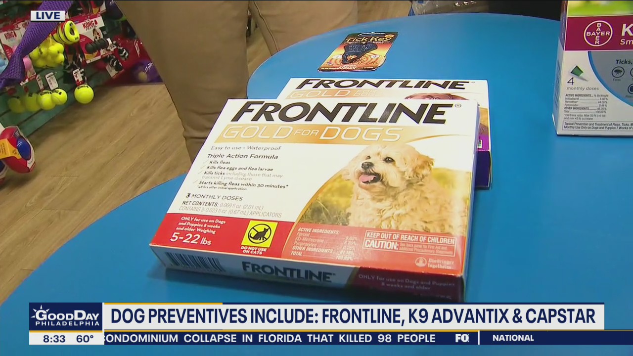 How to protect your dogs from ticks