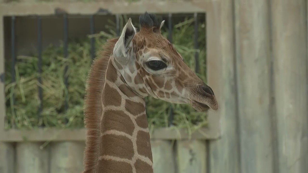Brookfield Zoos giraffe calf Kinda to make public debut on Friday