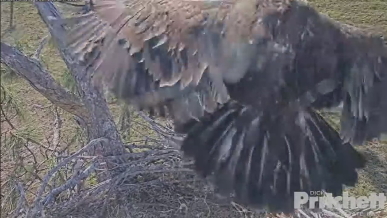 Eaglet takes flight for first time in Southwest Florida