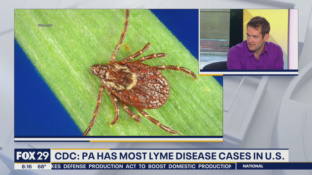 How to prevent, remove and treat tick bites