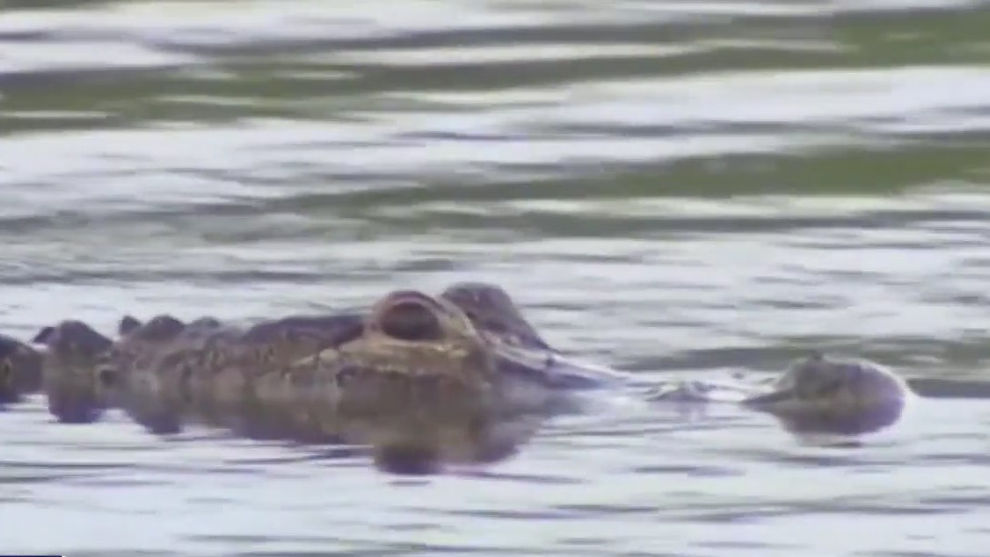 Concern over possible gator poaching