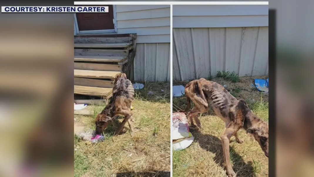 About 20 emaciated dogs now in recovery