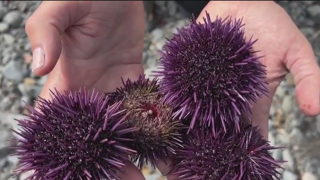 Divers push to save California's kelp forests