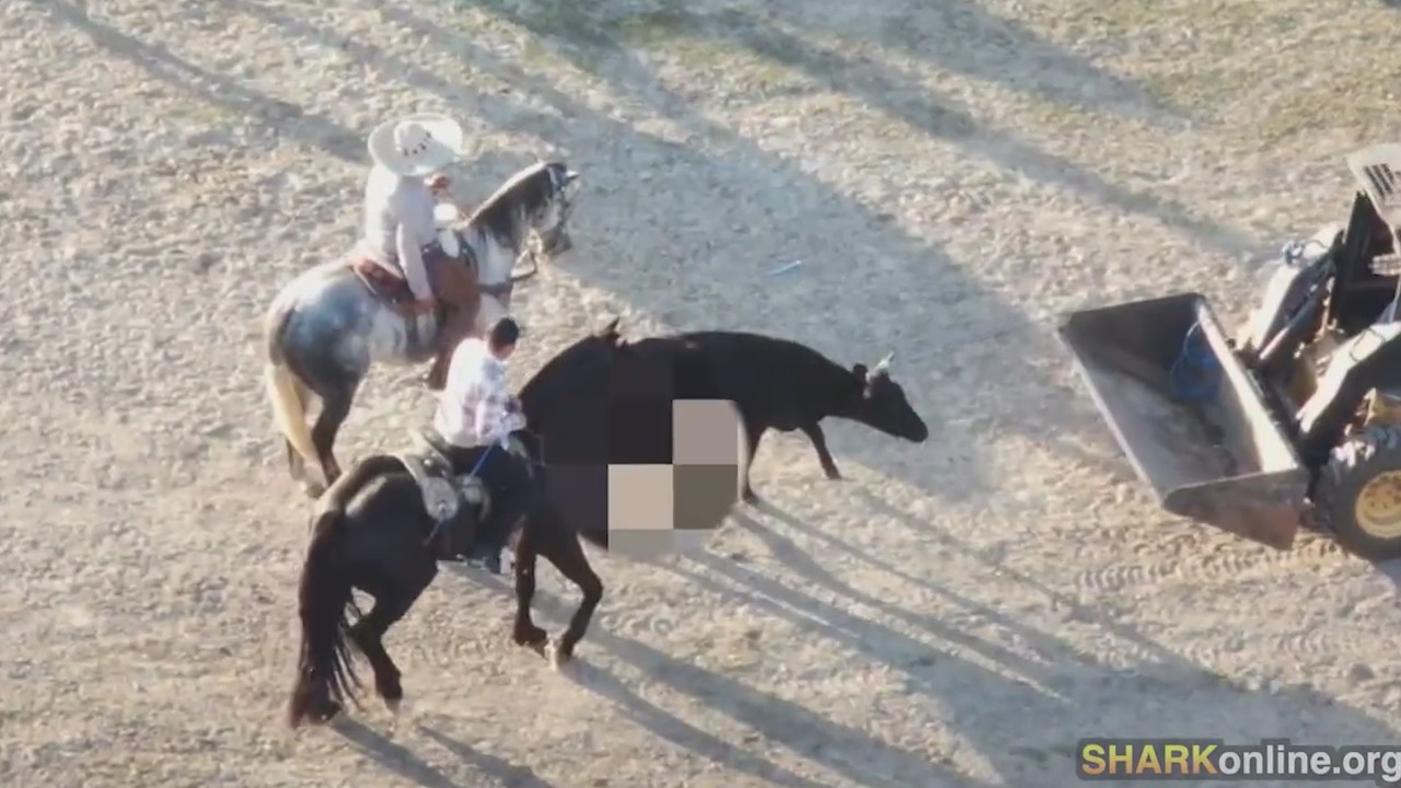 Rodeo rider charged after video captures animal abuse in Joliet
