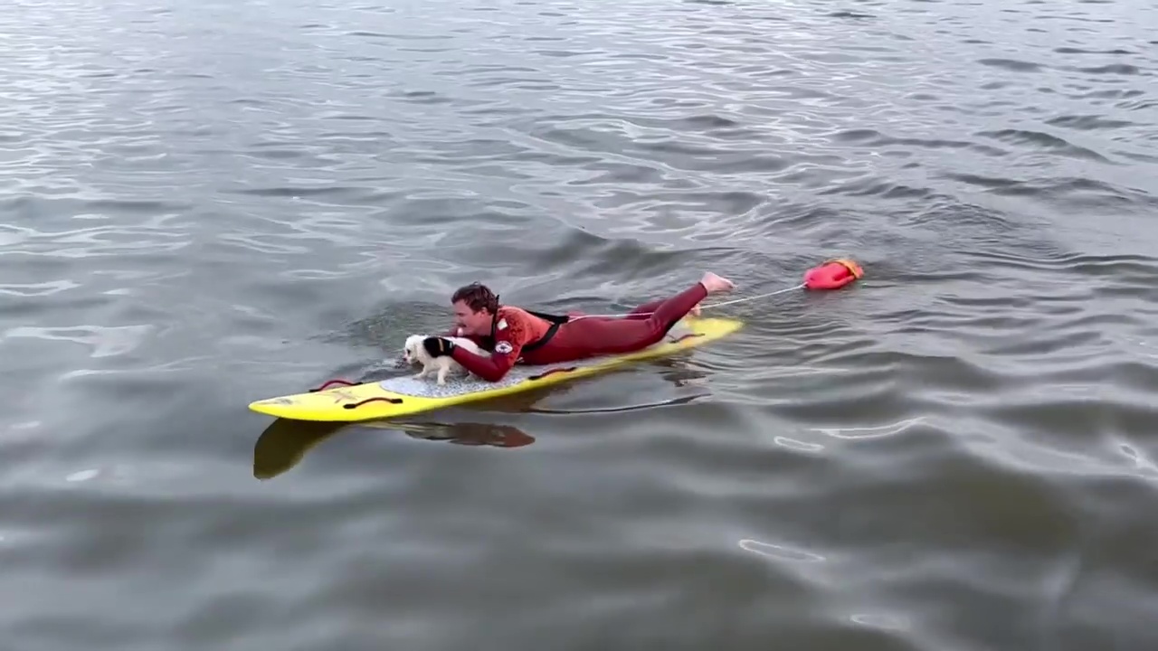 Long Beach Lifeguards rescue dog