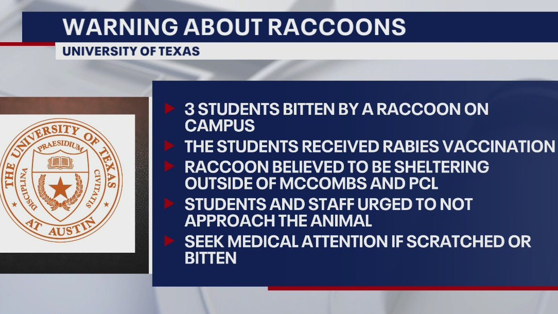 Multiple University of Texas students bitten by raccoons