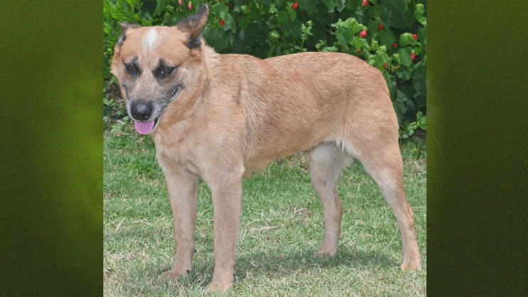 Marisol available for adoption at Bastrop County Animal Services