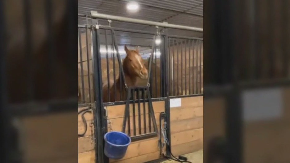 Horse head bangs to heavy metal music