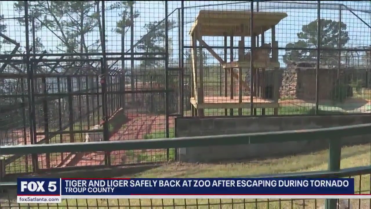 Tiger, liger escape during tornado