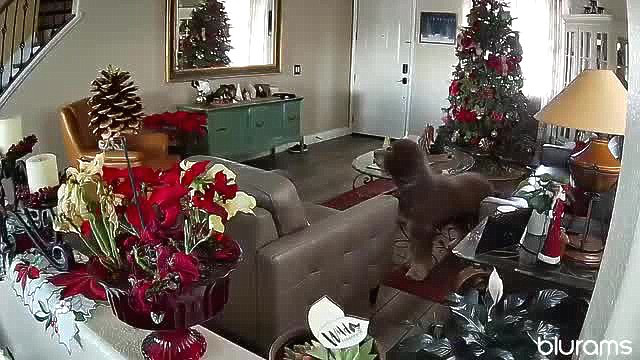 Dog senses earthquake, wakes up to shaking