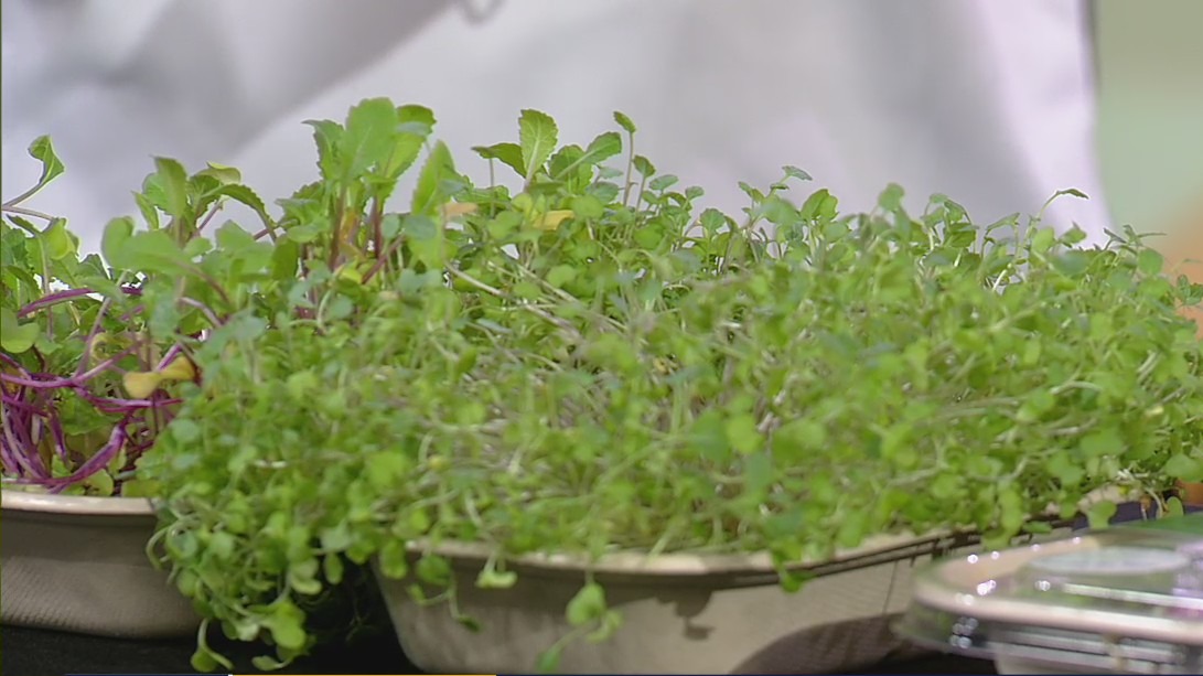 Pearland student promotes healthy eating using hydroponic gardening