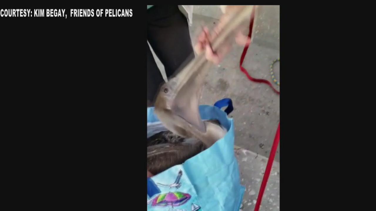 Pelican rescued from Skyway Bridge