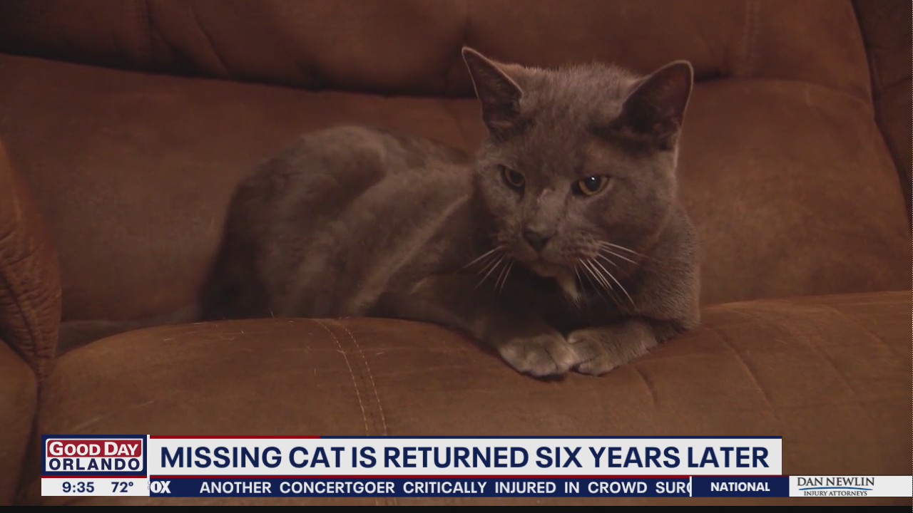 Missing cat returns home after six years