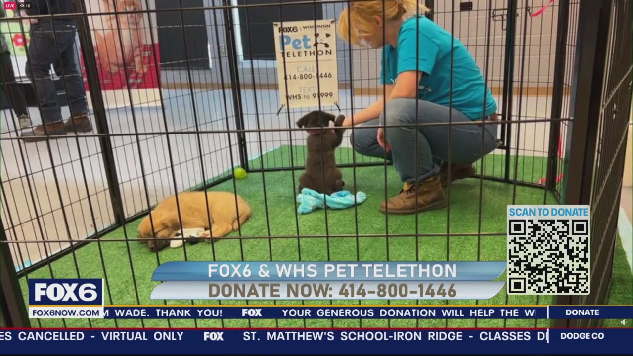 Fox6 & Wisconsin Humane Society Pet Telethon