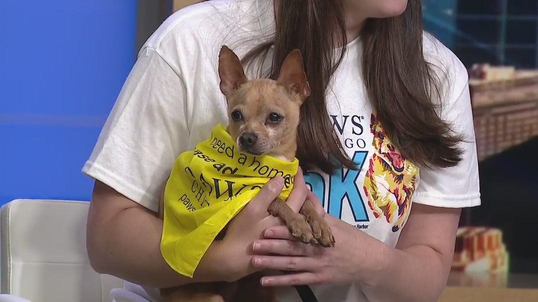 PAWS Chicago hosting 22nd annual 5K Walk/Run for Their Lives this weekend