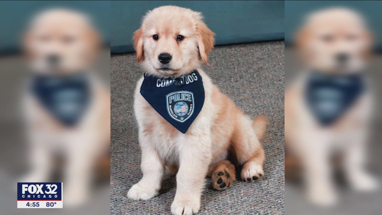 Mundelein Police Department introduces comfort dog Millie
