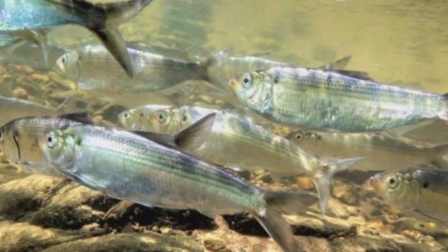Study reveals next invasive species threat in FL