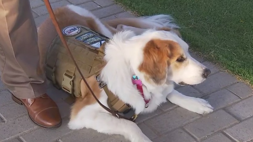 K9s for Warrior providing dogs to help veterans