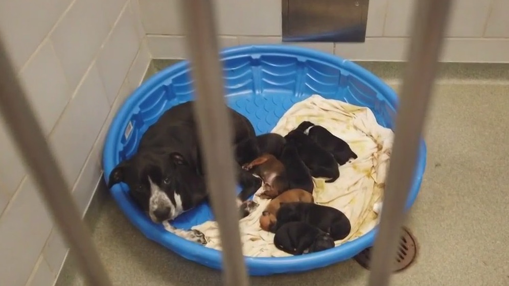 Surge of puppies at Dallas Animals Services