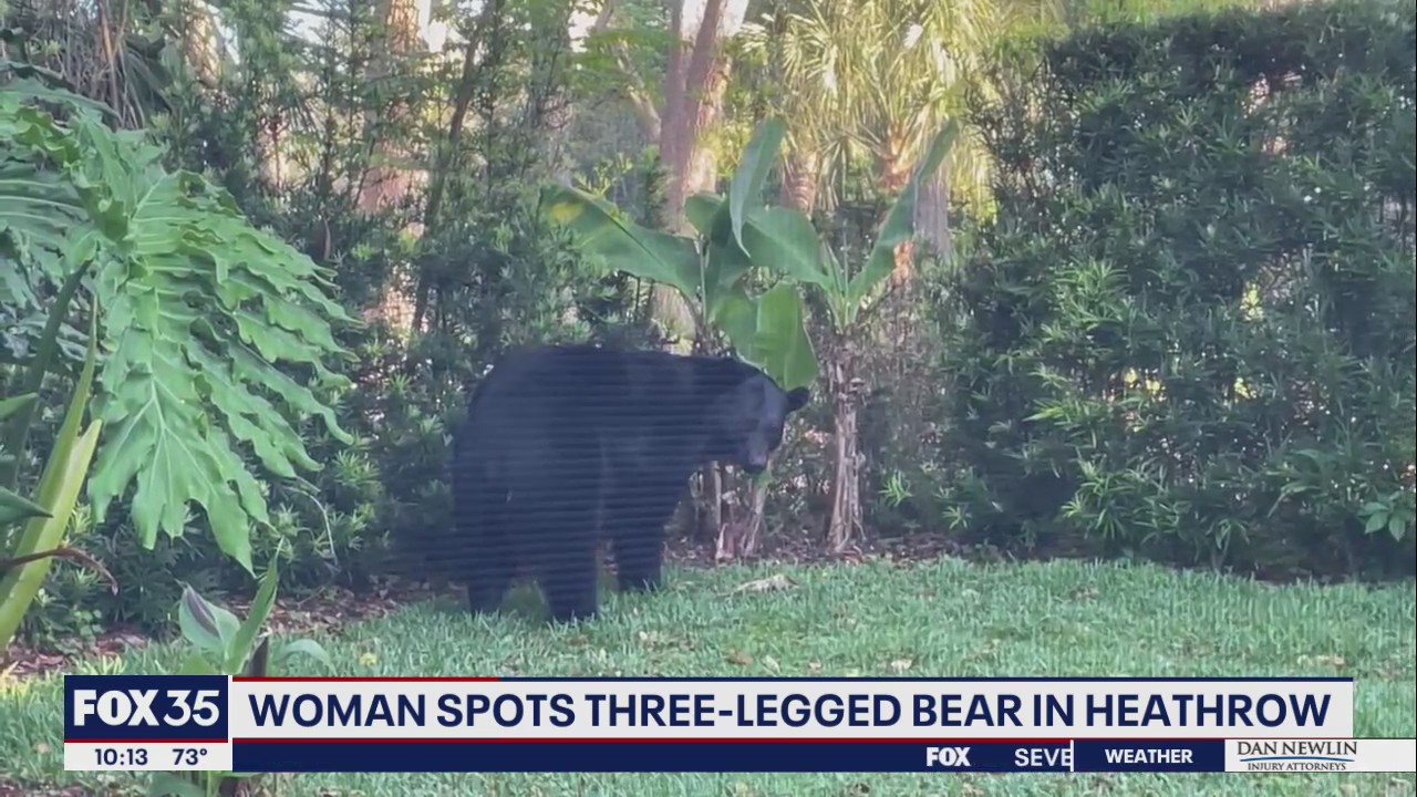 Woman spots three-legged bear in Heathrow