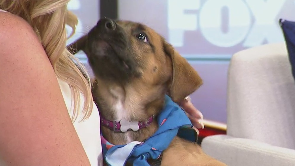 SPCA of Florida holds Auction for Animals this weekend