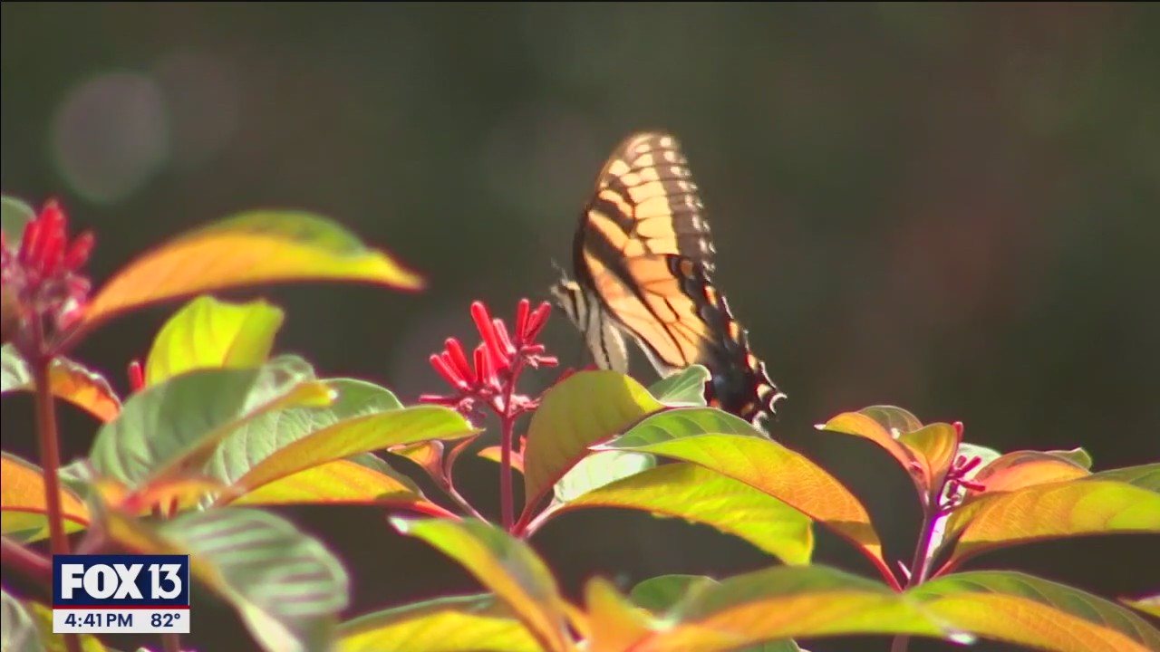 Discover some of Florida's native plants