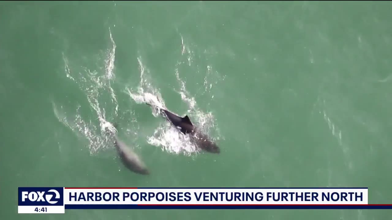 Harbor Porpoises Venturing North into Bay Area Waterways