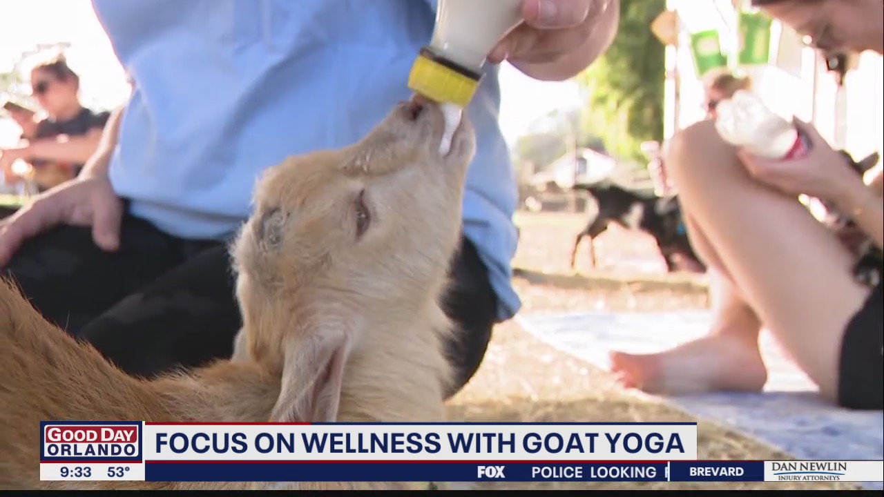 Focus on wellness with goat yoga