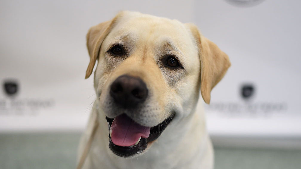 Why pets are so scared of fireworks