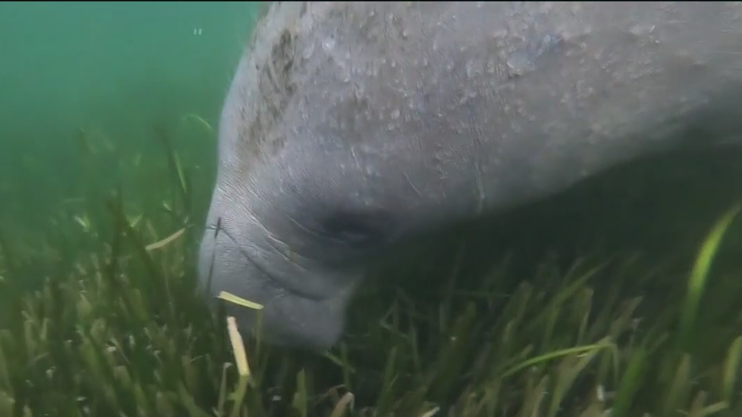 Group brings seagrass restoration full circle