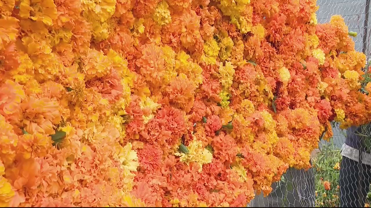 Thousands of marigolds brighten Hazel Park in public art installation