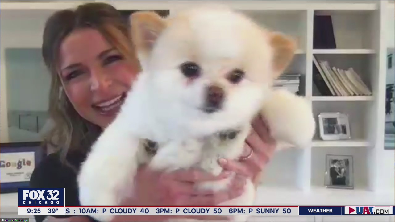 Popular TikTok dog stars in new children's book addressing diabetes