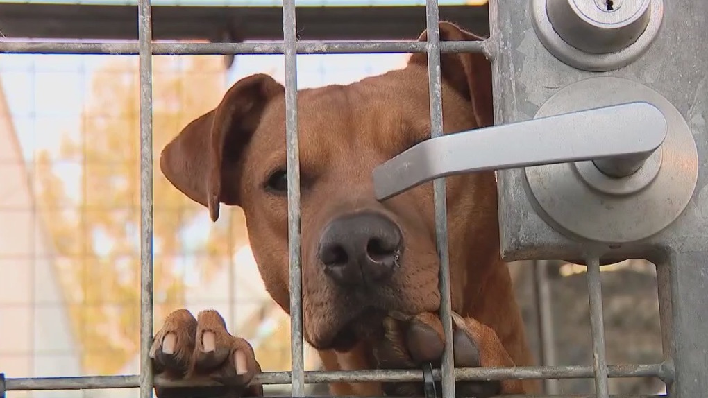 LA could instate a breeding moratorium