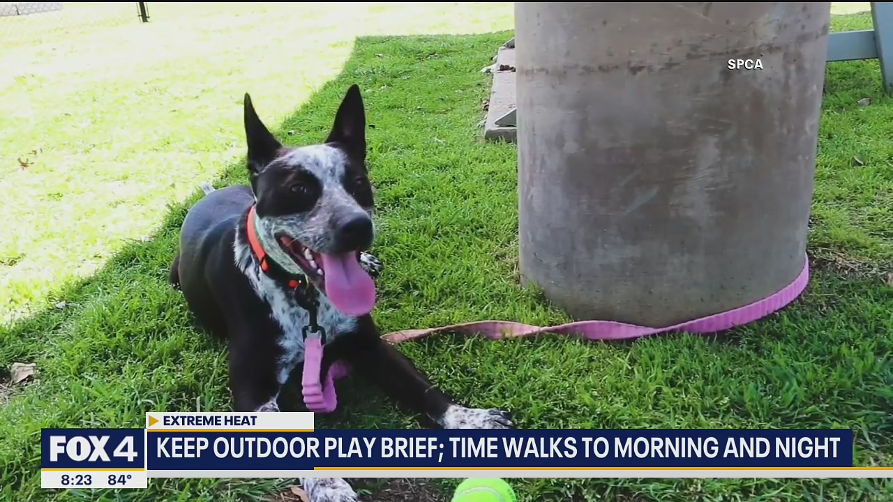 Tips for keeping your pets cool in the excessive heat