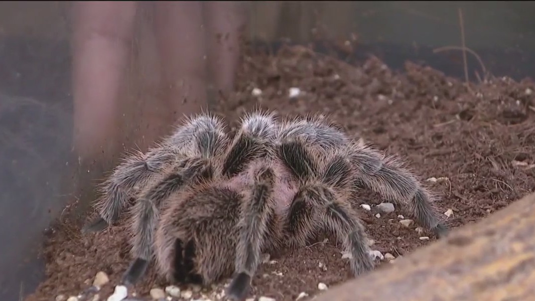 Creepy critters abound at Brookfield Zoo's 50th annual Boo! at the Zoo