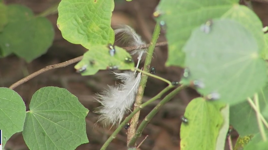 Sacrifices suspected after decapitated birds found in Brandon