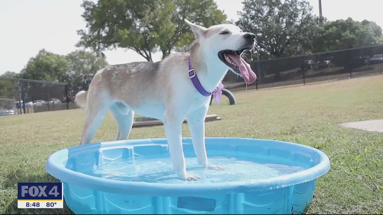 Dog of the Day: Ziggy Pawdust