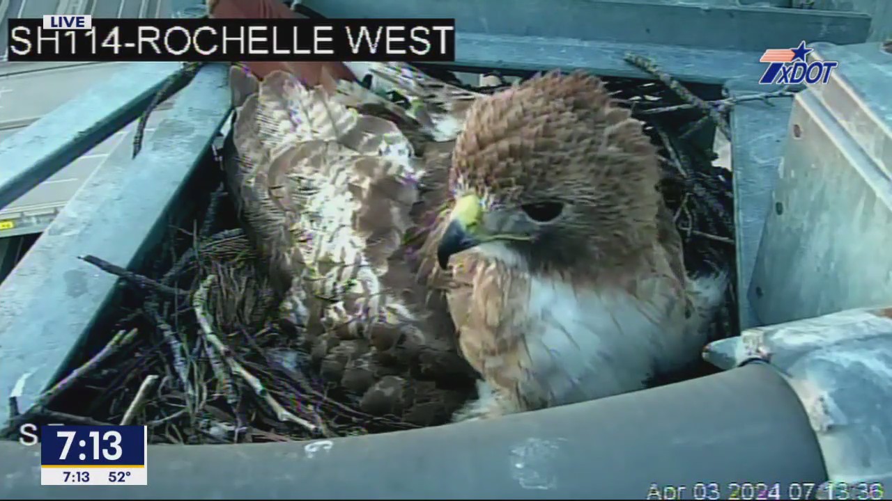 Update: DFW traffic camera hawk protecting new eggs