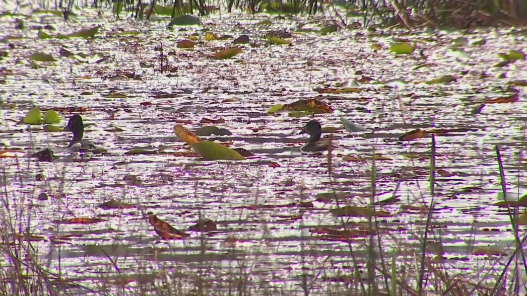 18,000-acre Pasco County oasis blends people, nature